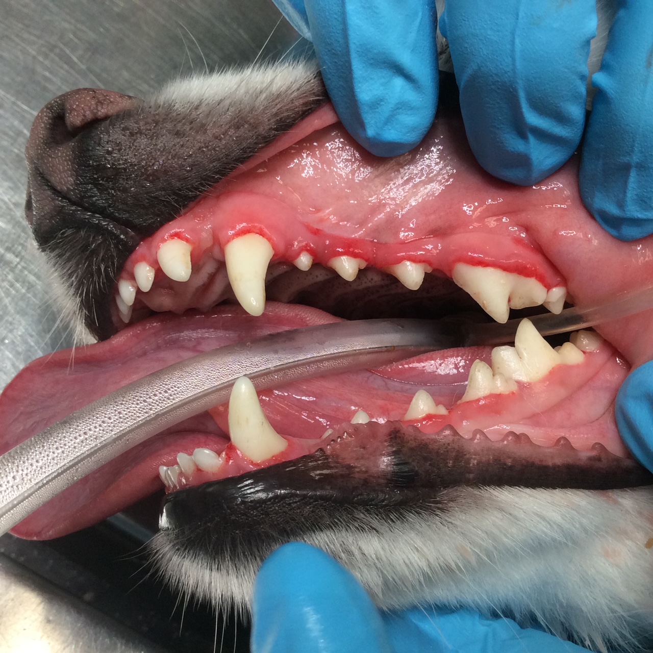 canine mouth after dental cleaning