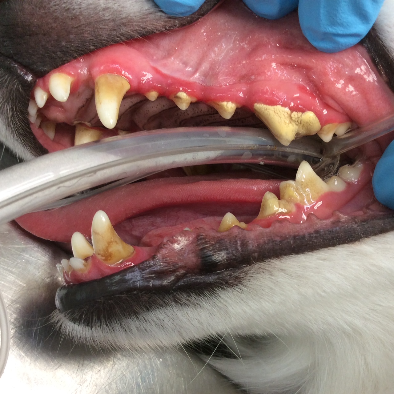 canine mouth before dental cleaning