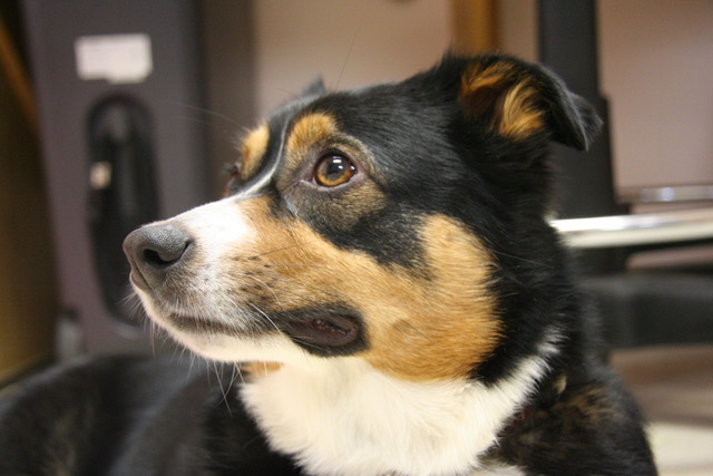 Happy canine patient after visit