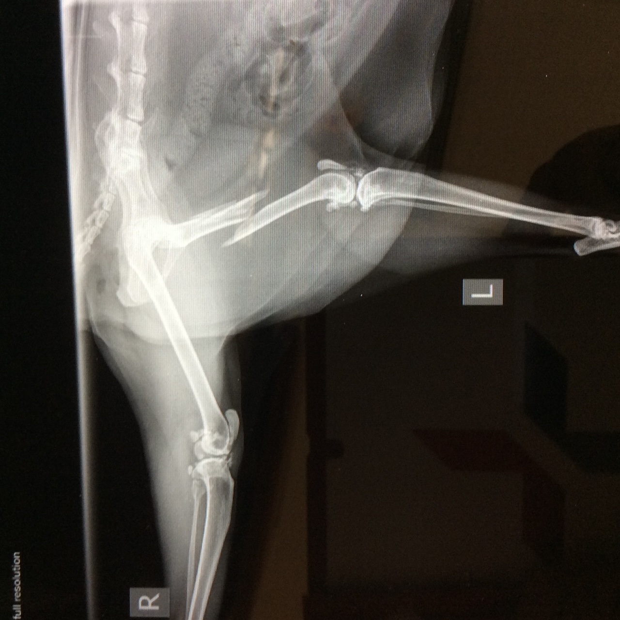 x-ray of animal's broken leg