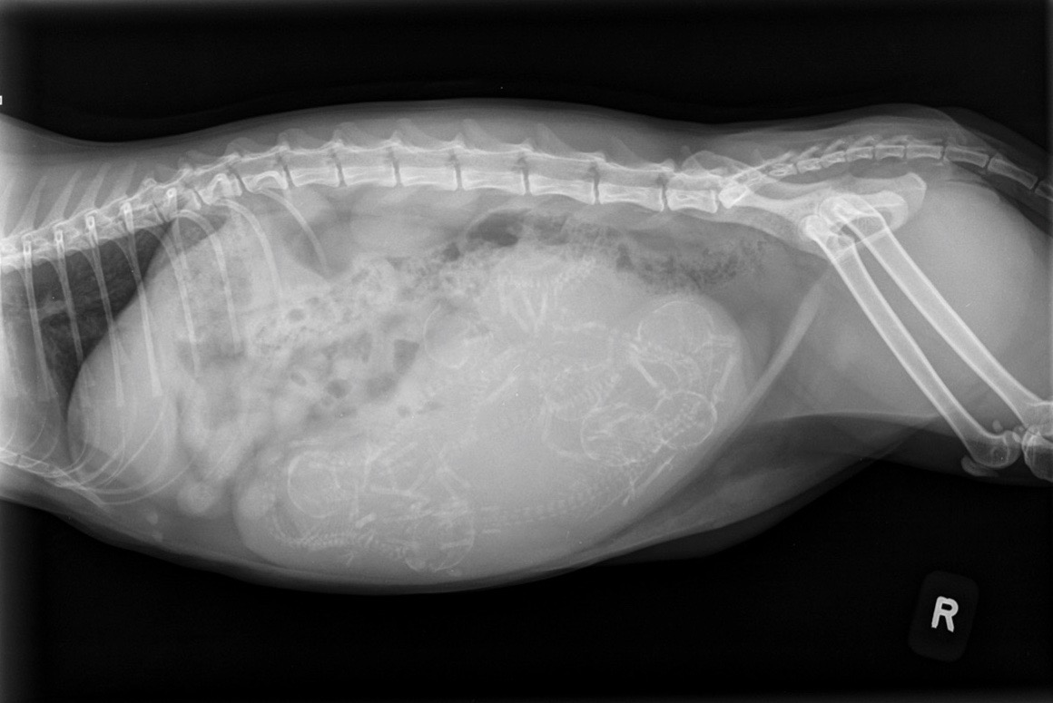 x-ray of pregnant dog's litter