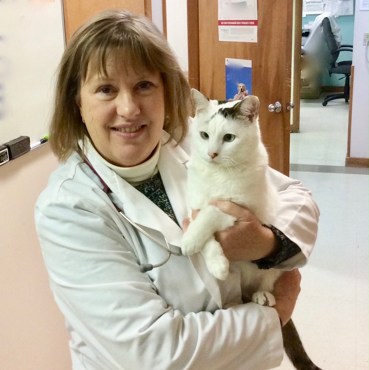 Dr. Beth Malinich holding a feline patient in the waiting room